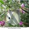 pieris rapae2male1